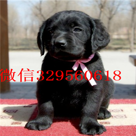 防城港哪里能买到拉布拉多犬精品拉布拉多出售