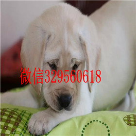 杨浦哪里有卖拉布拉多犬赛级拉布拉多奶白色拉