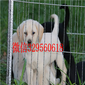 承德市出售拉布拉多幼犬包纯种健康奶白色拉布