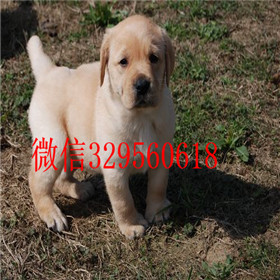 松江哪里有卖拉布拉多犬精品拉布拉多出售黄色拉布拉多拉布拉多狗场