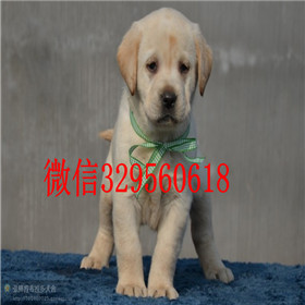 定西哪里能买到拉布拉多犬精品拉布拉多出售拉