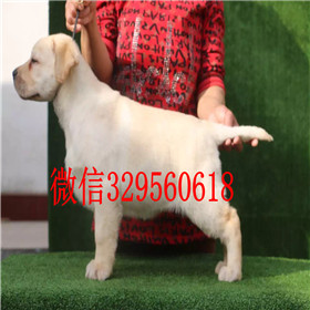 宝鸡出售拉布拉多幼犬双血统拉布拉多黄色拉布