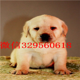 果洛州哪里有卖拉布拉多犬包纯种健康奶白色拉