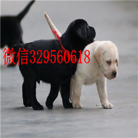 抚顺出售拉布拉多幼犬精品拉布拉多出售黄色拉布拉多拉布拉多价格