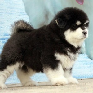 锡林郭勒哪里能买到阿拉斯加灰色阿拉斯加多少