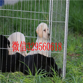 嘉定哪里有卖拉布拉多犬包纯种健康拉布拉多好