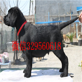 徐汇出售拉布拉多幼犬双血统拉布拉多黄色拉布