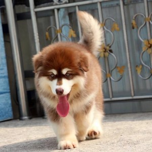 兴安盟出售纯种阿拉斯加白色阿拉斯加多少钱阿