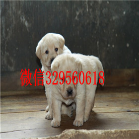 廊坊出售拉布拉多幼犬赛级拉布拉多黑色拉布拉