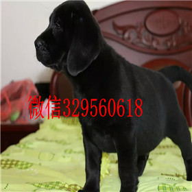 阳江哪里能买到拉布拉多犬包纯种健康白色拉布拉多拉布拉多价格