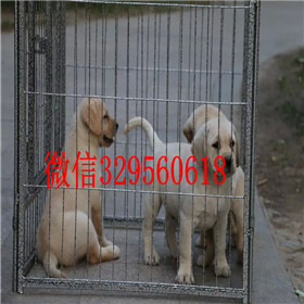 浦东哪里有卖拉布拉多犬包纯种健康黑色拉布拉多拉布拉多犬舍
