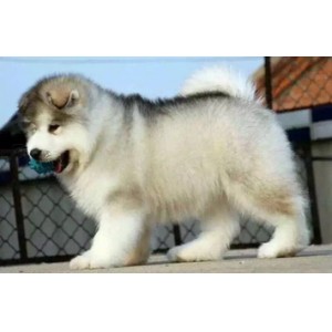 呼和浩特哪里能买到阿拉斯加灰色阿拉斯加多少钱巨型阿拉斯加双血统阿拉斯加