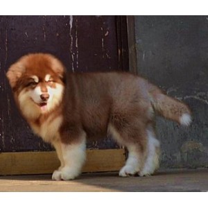 呼和浩特哪里能买到阿拉斯加灰色阿拉斯加多少钱巨型阿拉斯加双血统阿拉斯加