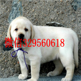 朔州哪里有卖拉布拉多犬双血统拉布拉多拉布拉多好养吗拉布拉多狗场