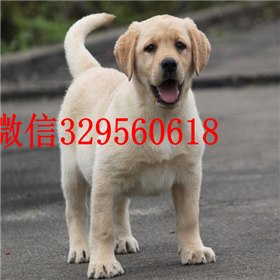 焦作哪里有卖拉布拉多犬包纯种健康拉布拉多温
