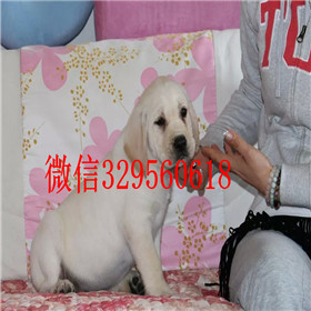 静安哪里能买到拉布拉多犬精品拉布拉多出售白