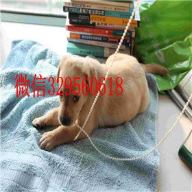 文山哪里有卖拉布拉多犬双血统拉布拉多黄色拉