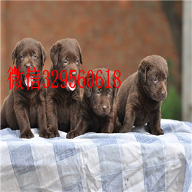 抚顺出售拉布拉多幼犬精品拉布拉多出售黄色拉