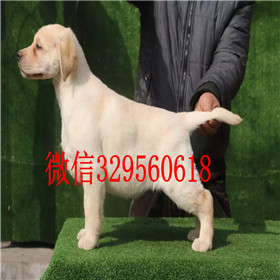 宝鸡出售拉布拉多幼犬双血统拉布拉多黄色拉布拉多拉布拉多狗场