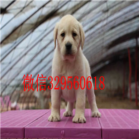 焦作哪里有双血统拉布拉多犬黄色拉布拉多犬专业繁殖纯种拉布拉多拉布拉多好养吗