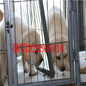 济南出售拉布拉多幼犬双血统拉布拉多拉布拉多