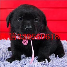 钦州哪里能买到拉布拉多犬精品拉布拉多出售奶