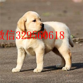 舟山哪里能买到拉布拉多犬包纯种健康奶白色拉