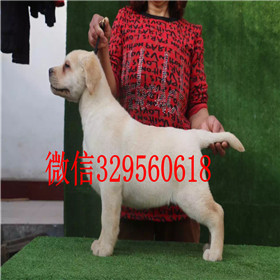 铜川出售拉布拉多幼犬双血统拉布拉多黄色拉布