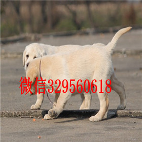  承德哪里卖纯种拉布拉多幼犬出售纯种拉布拉多幼犬专业繁殖纯种拉布拉多拉布拉多好养吗