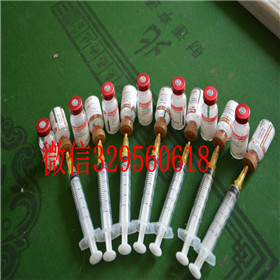 攀枝花哪里有卖拉布拉多犬双血统拉布拉多黑色