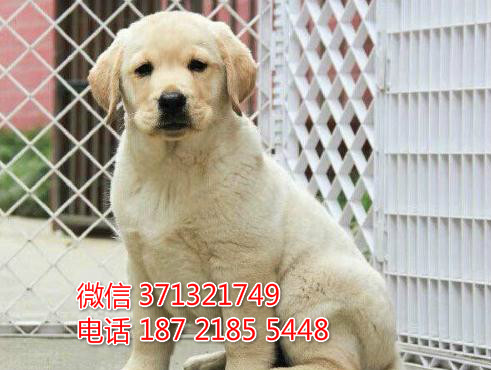 犬舍出售 拉布拉多犬狗狗一窝 健康聪明的大型