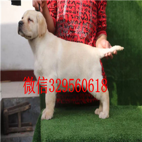 铜川出售拉布拉多幼犬双血统拉布拉多黄色拉布拉多拉布拉多图片