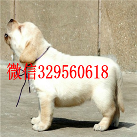 滨州哪里有卖拉布拉多犬精品拉布拉多出售奶白色拉布拉多拉布拉多狗场