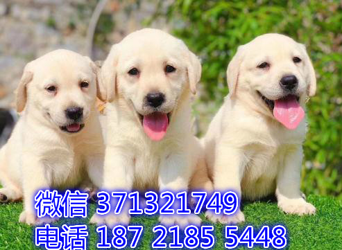 犬舍直销 导盲犬拉布拉多狗狗 杭州犬舍 基地直销 特价