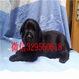 白城出售拉布拉多幼犬双血统拉布拉多拉布拉多