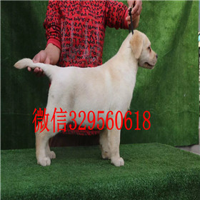 铜川出售拉布拉多幼犬双血统拉布拉多黄色拉布拉多拉布拉多图片
