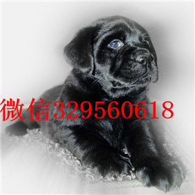 绥化出售拉布拉多幼犬包纯种健康拉布拉多导盲犬拉布拉多图片