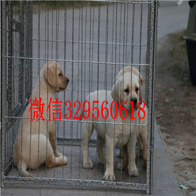 浦东哪里有卖拉布拉多犬包纯种健康黑色拉布拉多拉布拉多犬舍