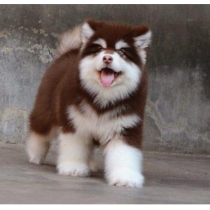 鄂尔多斯哪里出售的阿拉斯加好黑色阿拉斯加多