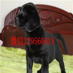 阳江哪里能买到拉布拉多犬包纯种健康白色拉布拉多拉布拉多价格