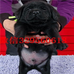 奉贤哪里能买到拉布拉多犬精品拉布拉多出售奶白色拉布拉多拉布拉多怎么喂养