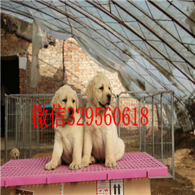 湘潭出售拉布拉多幼犬双血统拉布拉多白色拉布拉多拉布拉多图片