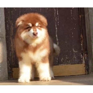 呼和浩特哪里能买到阿拉斯加灰色阿拉斯加多少钱巨型阿拉斯加双血统阿拉斯加