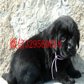 晋中哪里有卖拉布拉多犬双血统拉布拉多拉布拉多导盲犬拉布拉多狗场