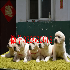 珠海出售拉布拉多幼犬精品拉布拉多出售拉布拉多导盲犬拉布拉多图片