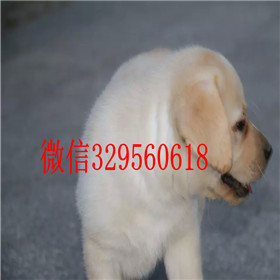 潍坊哪里能买到拉布拉多犬包纯种健康黄色拉布