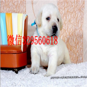 鄂尔多斯哪里有卖拉布拉多犬包纯种健康拉布拉多温顺拉布拉多图片