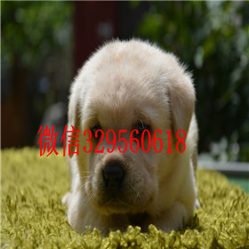 黑河哪里有卖拉布拉多犬赛级拉布拉多黑色拉布