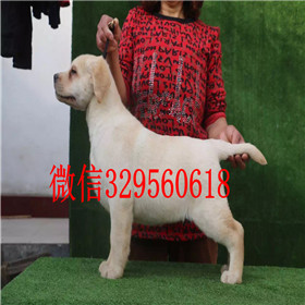 铜川出售拉布拉多幼犬双血统拉布拉多黄色拉布拉多拉布拉多图片