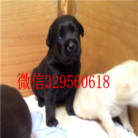 白城出售拉布拉多幼犬双血统拉布拉多拉布拉多导盲犬拉布拉多价格